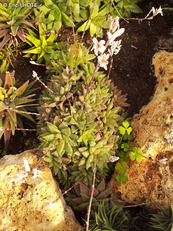 Xanthorrhoeaceae - Haworthia reticulata - Haworthia