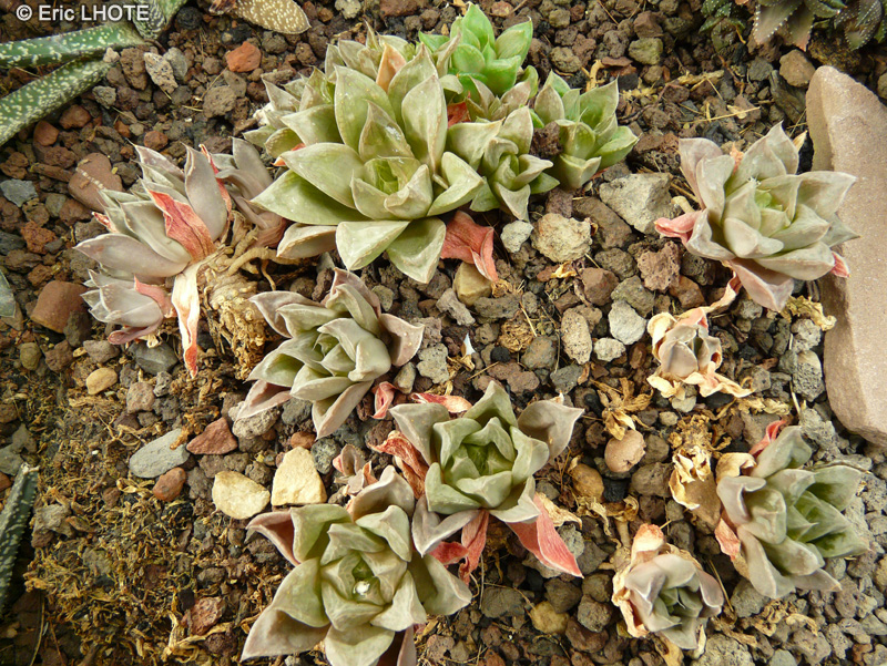 Xanthorrhoeaceae - Haworthia retusa - Haworthia
