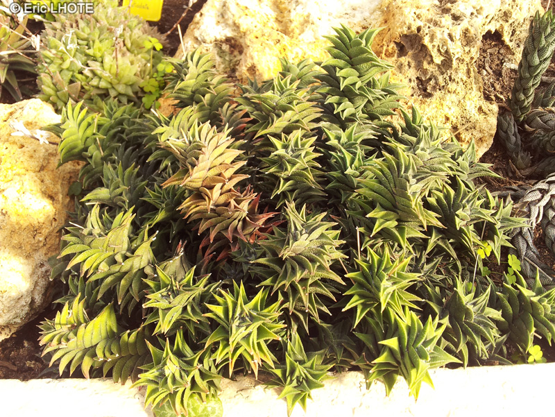  - Haworthia viscosa - 