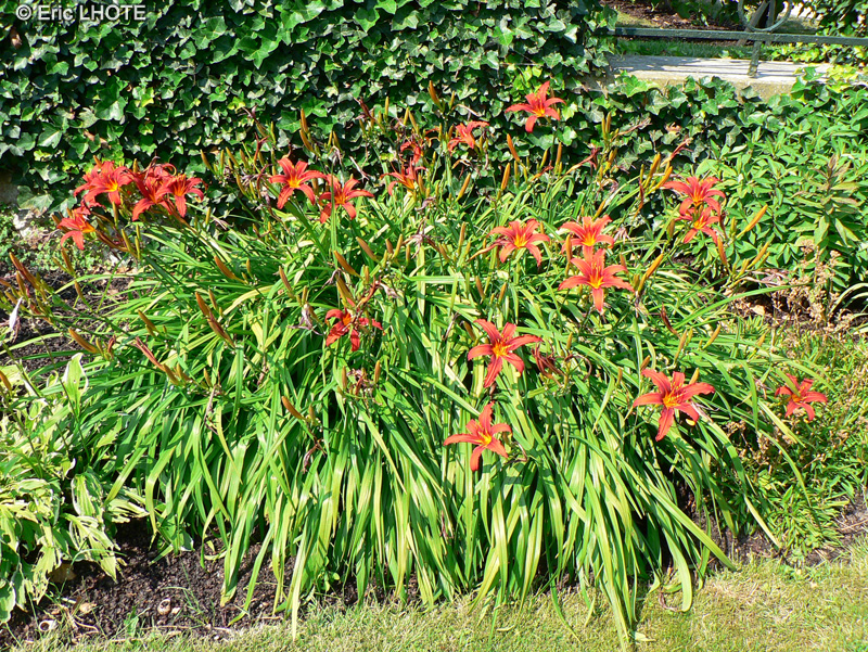  - Hemerocallis Nona's Garnet - 