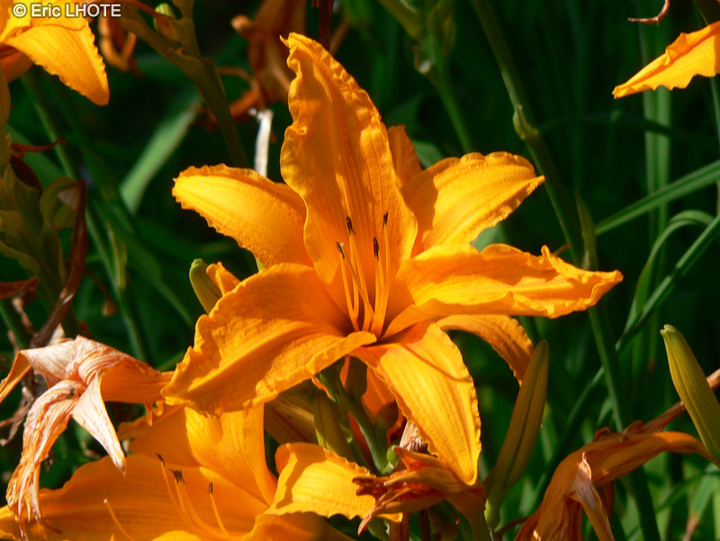 Xanthorrhoeaceae - Hemerocallis Ruffled Apricot - H&eacute;m&eacute;rocalle, Lis d&rsquo;un jour