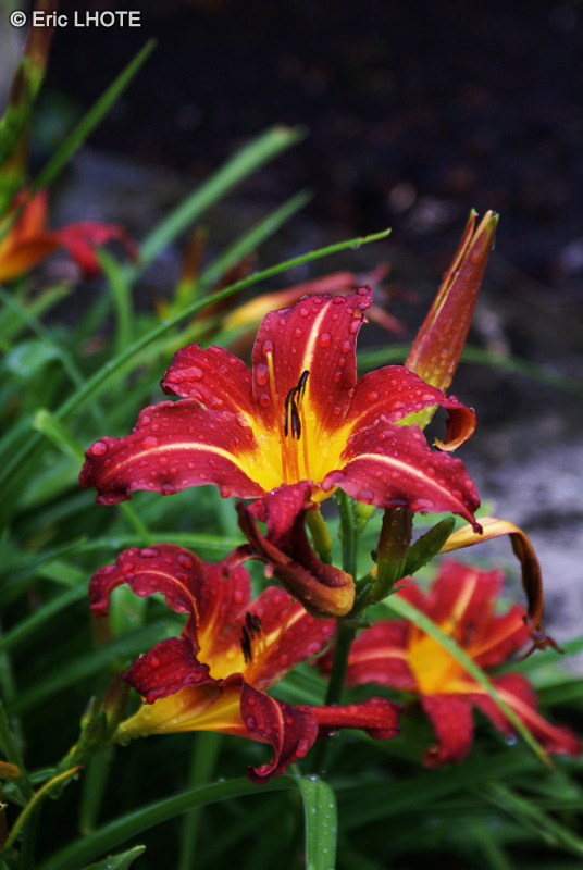  - Hemerocallis Stafford - 