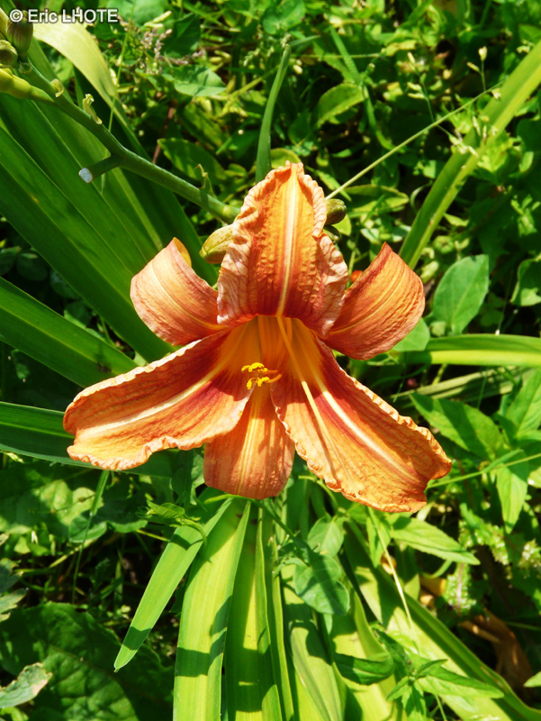 Xanthorrhoeaceae - Hemerocallis fulva - H&eacute;m&eacute;rocalle fauve, Lis d&rsquo;un jour fauve, Lis roux