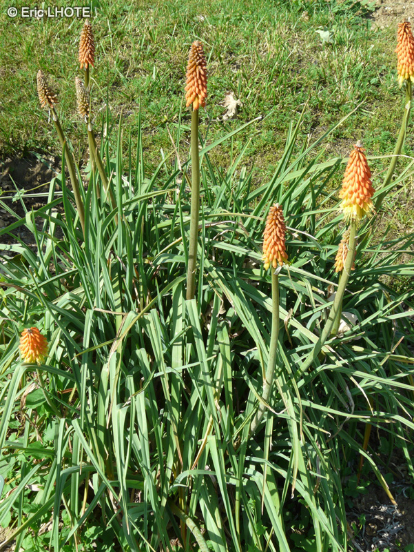  - Kniphofia sarmentosa - 