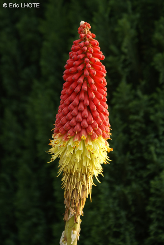 Xanthorrhoeaceae - Kniphofia uvaria - Kniphofia faux Aloes, Tritoma, Tison de satan