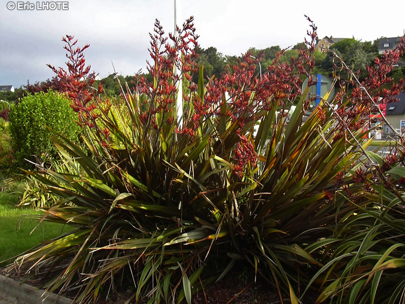  - Phormium tenax - 