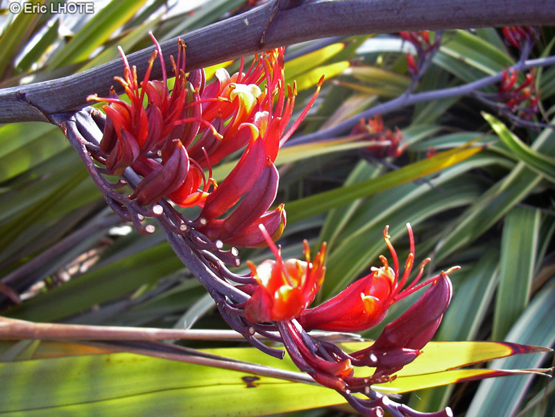  - Phormium tenax - 