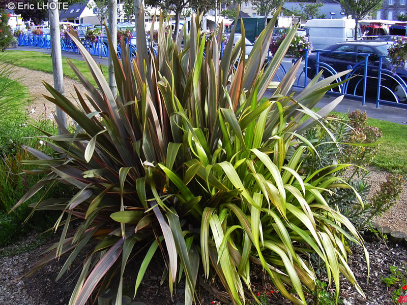  - Phormium tenax - 