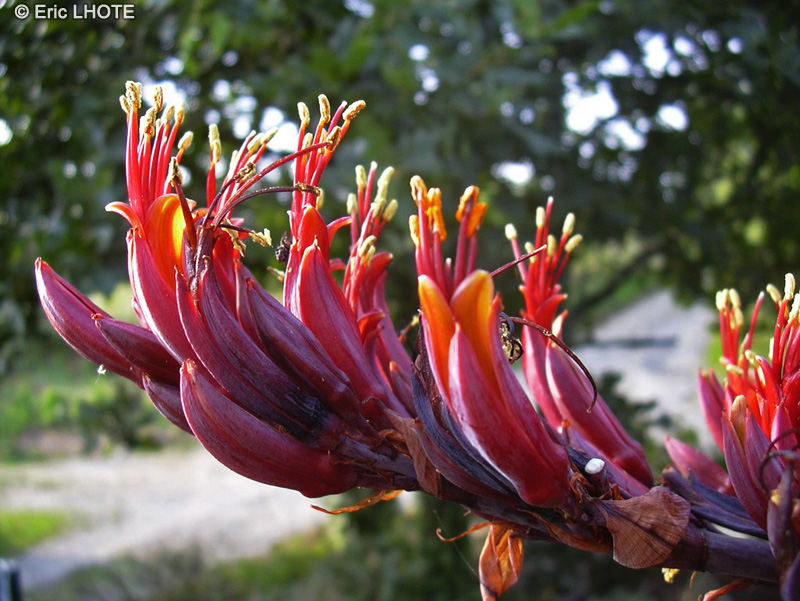 Xanthorrhoeaceae - Phormium tenax - Lin de Nouvelle-Z&eacute;lande