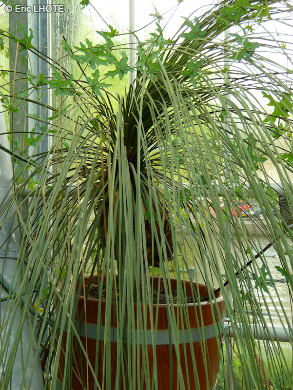 Xanthorrhoeaceae - Xanthorrhoea quadrangulata - Xanthorrhoea