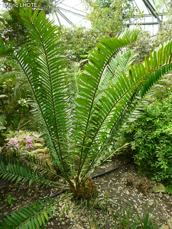  - Encephalartos altensteinii - 