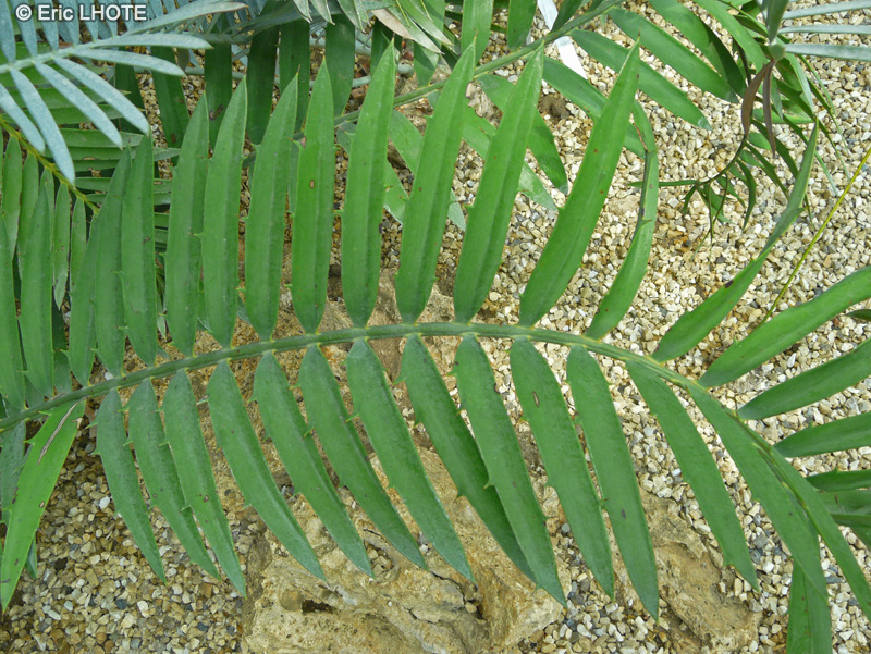  - Encephalartos lehmannii - 