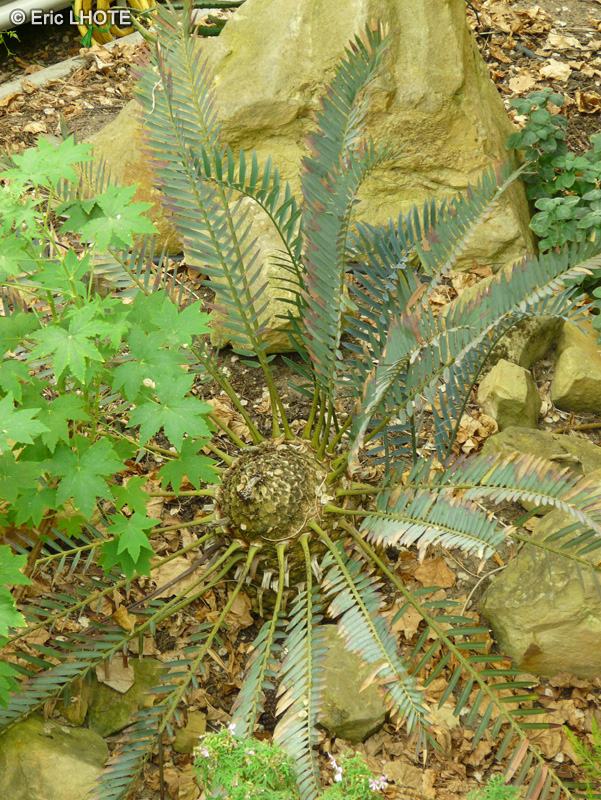  - Encephalartos lehmannii - 