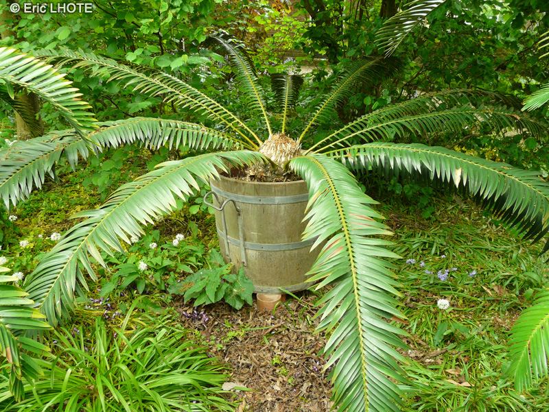 Zamiaceae - Encephalartos senticosus - Cycas