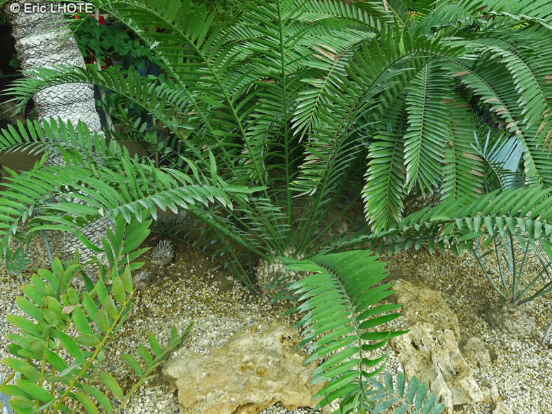  - Encephalartos transvenosus - 