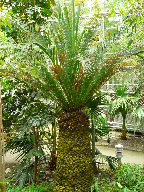 Zamiaceae - Macrozamia moorei - Burrawang