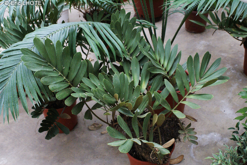  - Zamia furfuracea - 