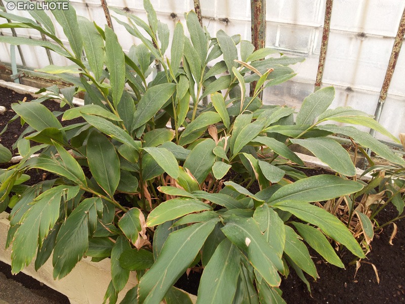  - Alpinia officinarum - 
