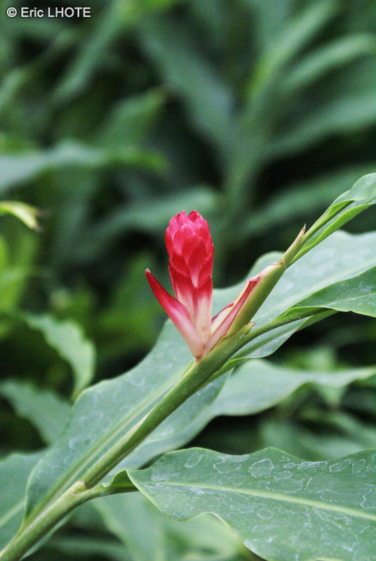  - Alpinia purpurata - 