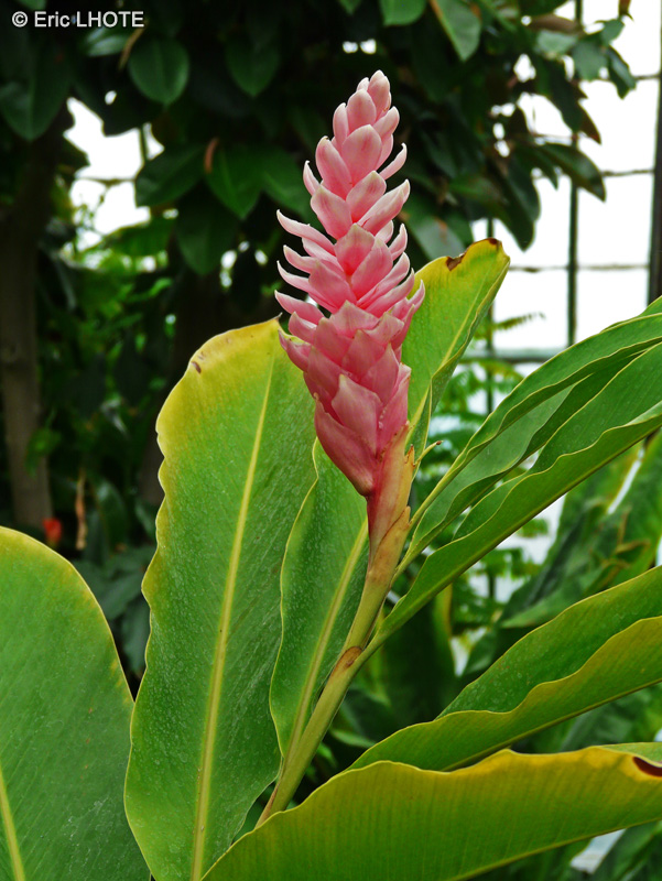 Zingiberaceae - Alpinia purpurata Pink - Gingembre d’ornement, Gingembre rouge, Galanga, Alpinie
