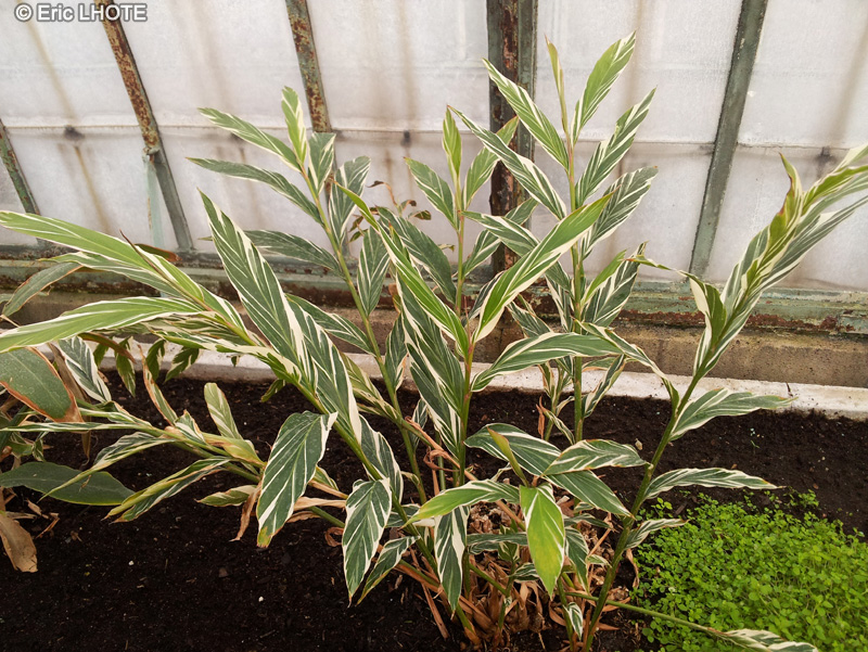  - Alpinia vittata - 