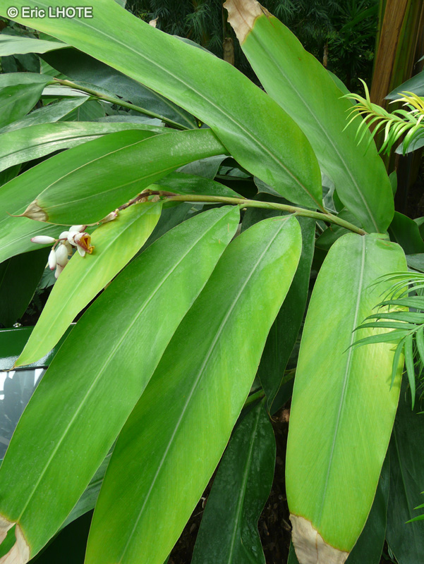  - Alpinia zerumbet - 