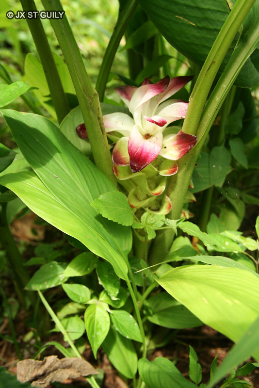 Zingiberaceae - Curcuma domestica - Curcuma, Curcumin