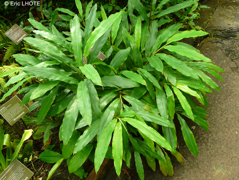 Zingiberaceae - Elettaria cardemomum - Cardamone