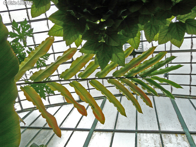 Zingiberaceae - Etlingera elatior - Rose de porcelaine