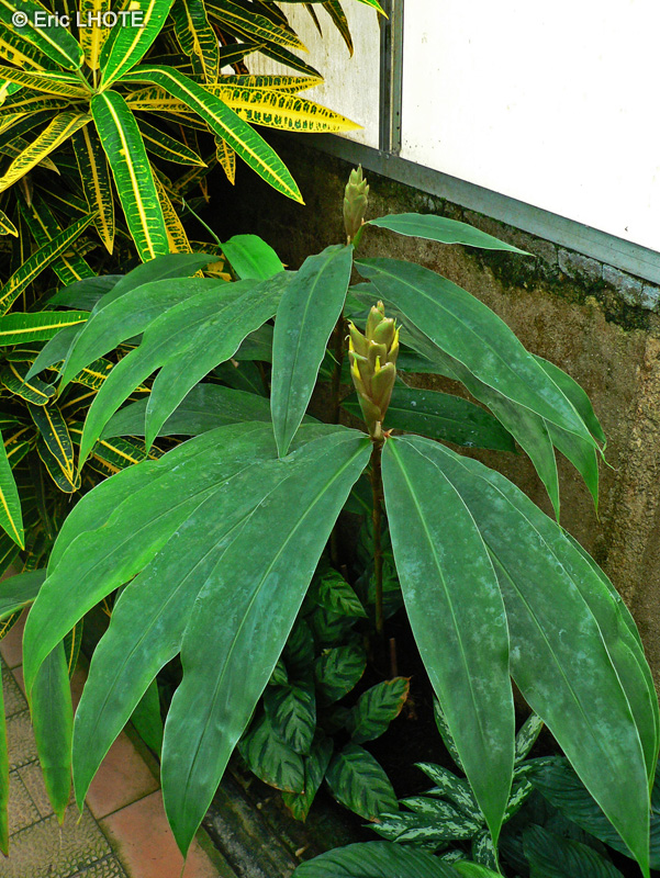 Zingiberaceae - Hedychium coronarium - H&eacute;dychie couronn&eacute;e, Longose blanc