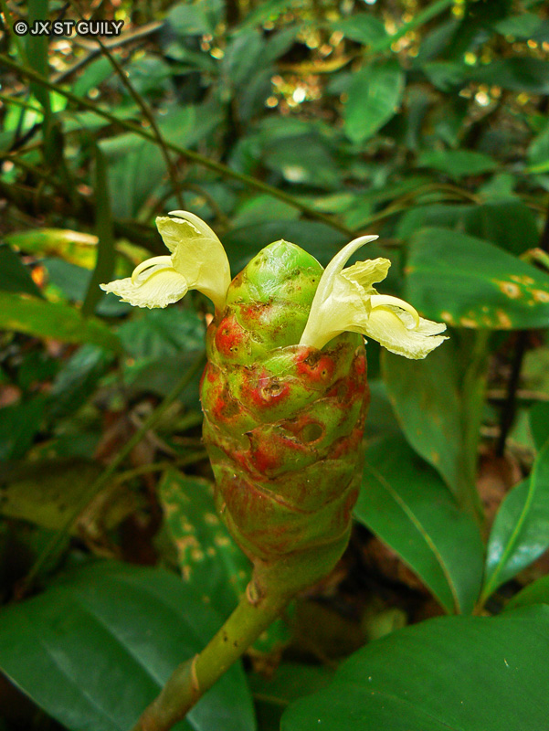 Zingiberaceae - Zingiber zerumbet - Gingembre, Shampoo Ginger