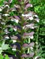 Acanthus mollis