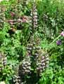 Acanthus mollis