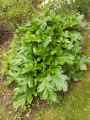Acanthus mollis