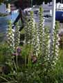 Acanthus mollis