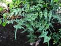 Acanthus montanus