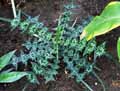 Acanthus montanus
