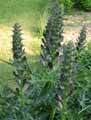 Acanthus spinosus
