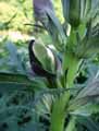 Acanthus spinosus