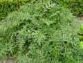 Acanthus spinosus