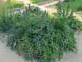 Acanthus spinosus