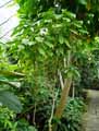 Acanthaceae-Aphelandra-sinclairiana-Aphelandre-Plante-zebre.jpg