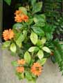 Acanthaceae-Crossandra-infundibuliformis-Crossandra.jpg