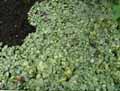 Acanthaceae-Fittonia-verschaffeltii-minima-Fittonie-de-Verschaffelt.jpg