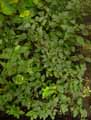 Acanthaceae-Hypoestes-lasiospegia-var.-sanguinolenta-Hypoestes.jpg
