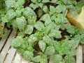 Acanthaceae-Hypoestes-phyllostachya-Plante-aux-ephelides.jpg