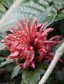 Jacobinia magnifica, Justicia carnea
