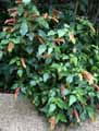 Justicia brandegeeana, Beloperone guttata