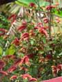 Justicia brandegeeana, Beloperone guttata