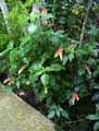 Justicia brandegeeana, Beloperone guttata